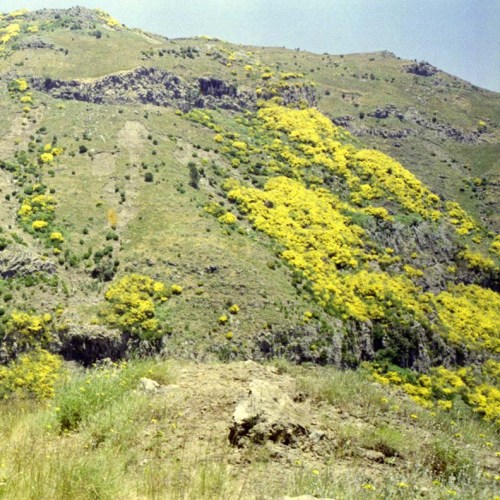 Ginsterbüsche auf Madeira.