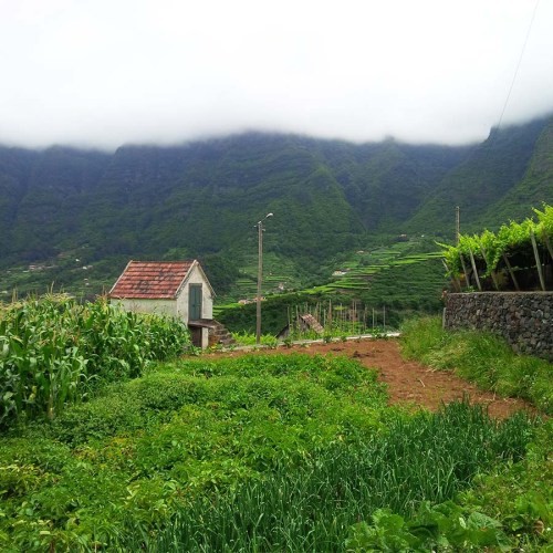 Weinberge auf Madeira